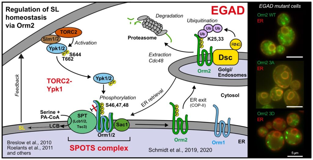 Fig. 5: Regulation of serine palmitoyl-CoA transferase (SPT) activity by ORMDL family proteins in yeast cells (EGAD, endosome- and Golgi-associated degradation; 3A, non-phosphorylatable Orm2 mutant; 3D, phospho-mimetic Orm2 mutant)
