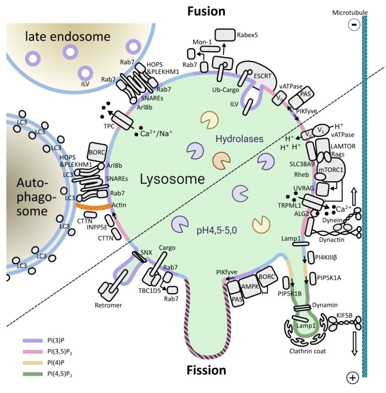 Fig. 7: Lysosomal adaptation. Lysosomal function is regulated by a pleora of proteins. They control intrinsic lysosomal properties such us pH, organelle size and interaction with other organelles. Figure modified from de Araujo et al., Traffic 2020.