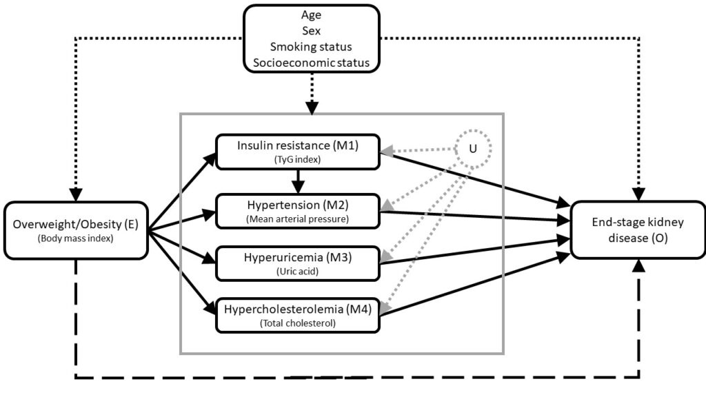 Fig. 2: Underlying causal framework of the relationship between BMI and ESKD. Directed acyclic graph depicting the conceptional framework between exposure overweight/obesity (E; operationalized as BMI); mediators insulin resistance (M1), hypertension (M2), hyperuricemia (M3), and hypercholesterolemia (M4) (operationalized as TyG index, MAP, UA, and TC, respectively); outcome ESKD (O); and relevant confounders age, sex, and smoking status. Dotted arrows represent confounding pathways, whereas the other arrows (solid [indirect effects via mediators] and dashed [direct effect of overweight/obesity]), due to their unidirectionality, can convey exposure effects to the outcome, and are thus causal pathways (Copyright: Journal of the American Society of Nephrology 33(7):1377-1389, July 2022.)