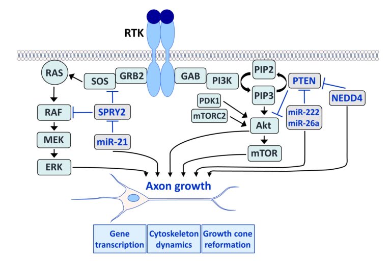 Fig. 1: The rat sarcoma (RAS)/extracellular signal-regulated kinase (ERK; left) and the phosphoinositide 3-kinase (PI3K)/Akt (right) pathways are activated by receptor tyrosine kinases (RTKs) and are crucial for axon growth. Sprouty2 (SPRY2) interacts with the ERK pathway upstream and downstream of RAS. SPRY2 deletion increases ERK activation and enhances axon regeneration. MicroRNA-21 (miR-21) downregulates SPRY2 and is induced after nerve injury. The PI3K pathway phosphorylates phosphatidylinositol-bisphosphate (PIP2) to generate phosphatidylinositol 3,4,5-trisphosphate (PIP3) which activates Akt and mammalian target of rapamycin (mTOR), and both Akt and mTOR promote axon regeneration. Phosphatase and tensin homolog deleted on chromosome 10 (PTEN) converts PIP3 to PIP2 by dephosphorylation, thereby reversing the reaction catalysed by PI3K and inhibiting Akt and mTOR activation. Deletion of PTEN enhances axon regeneration via the activation of Akt and mTOR, and dual-interference with SPRY2 and PTEN promotes axon elongation stronger than the single knockdown of each inhibitor. MiR-222 and miR-26a downregulate PTEN and promote axon growth, whereas the inhibition of the PTEN-regulating ubiquitin ligase neural precursor cell expressed developmentally down-regulated protein 4 (NEDD4) upregulates PTEN and impairs axon growth. (Copyright: Cells. 2022 May 4;11(9):1537)