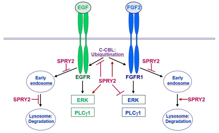 Fig. 2: Sprouty2 (SPRY2) inhibits endocytosis of fibroblast growth factor receptor 1 (FGFR1) in glioblastoma cells and reduces FGFR1 protein by increased c-casitas b-lineage lymphoma (c-CBL)-mediated ubiquitination, which enhances lysosomal degradation of the receptor and reduces FGF2- induced activation of extracellular signal-regulated kinase (ERK) and phospholipase C1 (PLC1). By contrast, SPRY2 increases epidermal growth factor receptor (EGFR) levels and stimulates EGF-induced ERK and PLC1 activation in glioblastoma cells. (Copyright: Barbara Hausott)