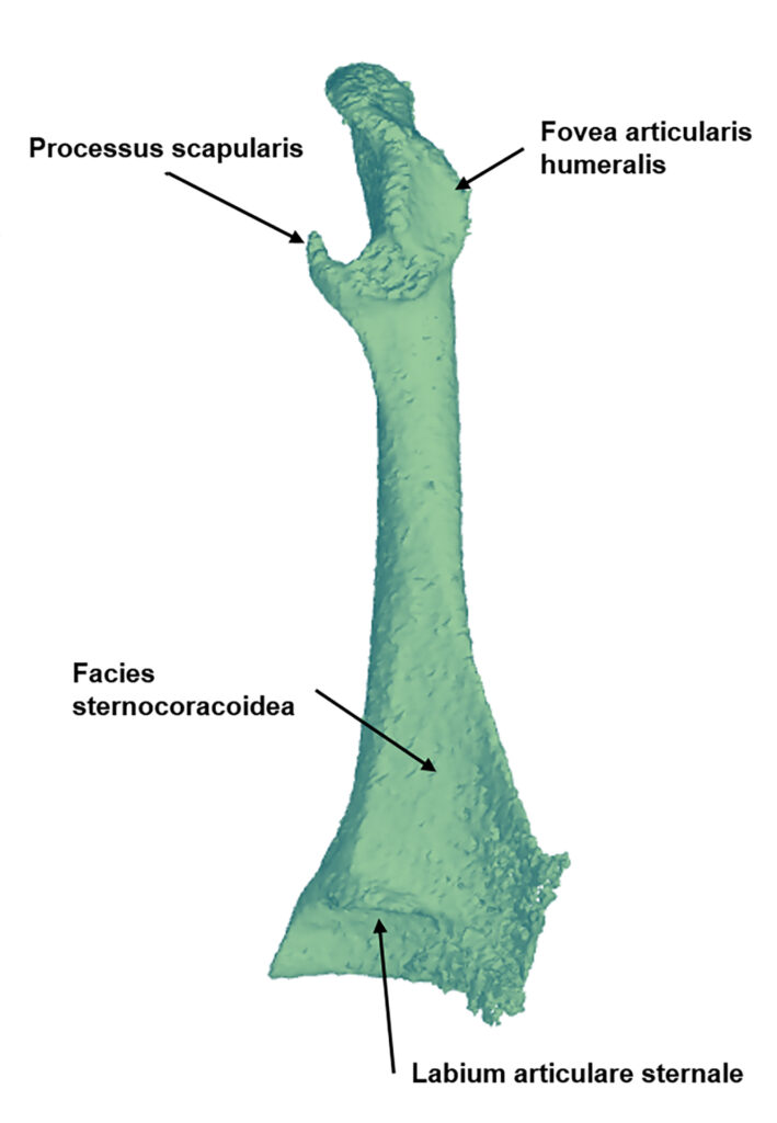 Fig 7: Morphological and Tissue Characterisation with 3D Reconstruction of a 350-Year-Old Austrian Ardea purpurea Glacier Mummy: 3D reconstruction of the coracoid. (Copyright: aus der Veröffentlichung https://doi.org/10.3390/biology12010114)