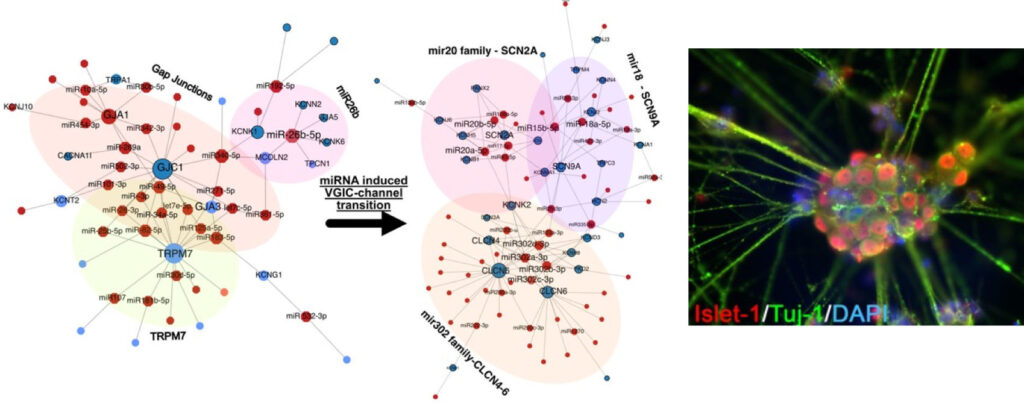 Figure 1: Transition of miR::mRNA interactions from pluripotency (left) to nociceptor stage (right) in iPSC derived maturating neurons