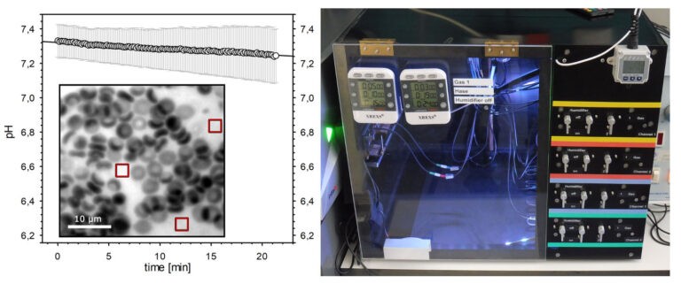 Figure 3: Thin film of red blood cells (left) used for oxygen dissociation measurements in a newly developed device (right)