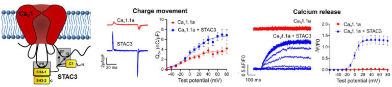 Figure 4: STAC3 establishes two distinct interactions with CaV1.1 and is essential for both CaV1. Function as a voltage sensor and for the conformational coupling with the RyR1.