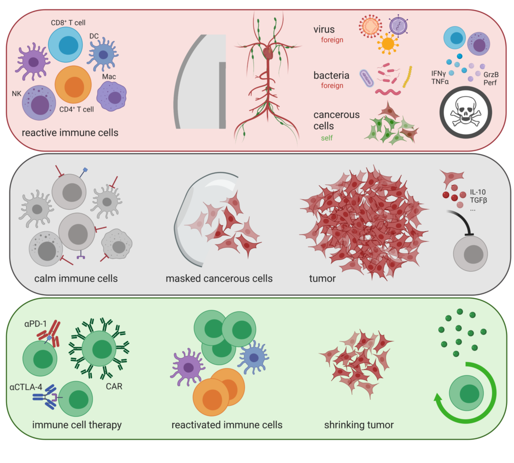 Fig. 3: Immuno-oncology explained as a concept. (Copyright: MUI/Victoria Klepsch; generated by BioRender)