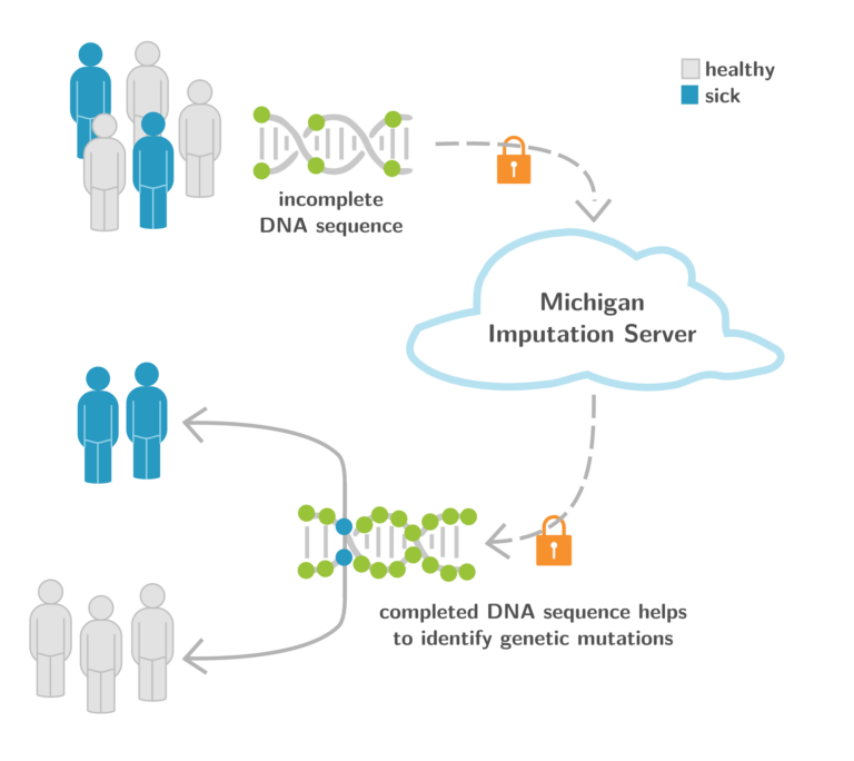 Fig. 6: Michigan Imputation Server Workflow. In a first step, DNA positions derived from microarray chips are uploaded to the server. The uploaded positions are then compared with the complete reference DNA, and the unknown DNA sections are called in by means of genotype imputation to produce a DNA sequence that is as complete as possible. Copyright: Institute of Genetic Epidemiology
