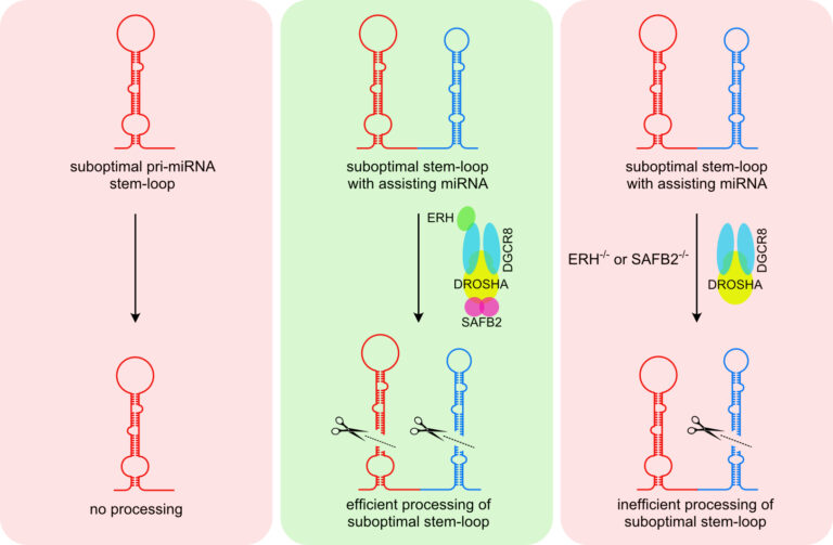 Fig. 7: Cluster assistance in miRNA biogenesis: Suboptimal Microprocessor substrates are only recognized and cleaved when clustered together with a bona fide primary miRNA stem loop. This process requires the presence of two accessory proteins, SAFB2 and ERH, whose precise function in cluster assistance is currently unclear. (Copyright: adapted from Mol. Cell)