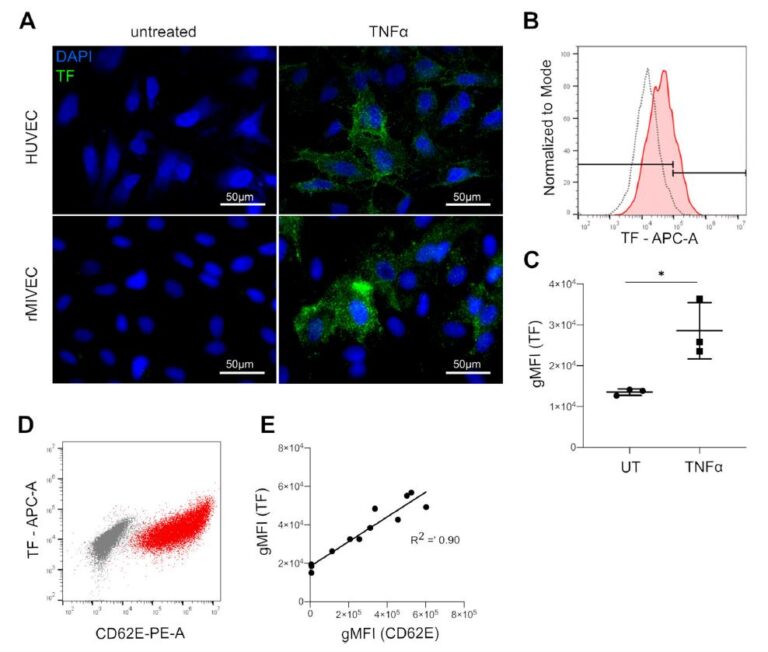 Fig. 1: Characteristics of TF expression on HUVEC and rMIVEC in modelled inflammation. (A) Immune fluorescence visualising TF expression (green) of unstimulated and TNFα stimulated HUVEC and rMIVEC. Cell nuclei are stained with DAPI (blue). UT = untreated. (B) Overlay of two exemplary histograms of TF exposure on unstimulated HUVEC (grey) and TNFα treated HUVEC as determined by flow cytometry. Lines indicate gates, however, as no clear TF exposure increases gradually the geometric mean fluorescent intensities (gMFI) are reported in further analyses. (C) Comparison of the geometrical means of TF exposure gMFI on HUVEC left untreated or treated with TNFα. Bars indicated the mean of three experiments, whiskers the standard deviation. *p < 0.05; (D) Overlay of two representative scatter dot plots derived from flow cytometry analysis of HUVEC stained for E-selectin (x-axis) and TF (y-axis), showing untreated (grey) and TNFα - treated HUVEC (red). (E) Scatter dot plot of dose-response experiments with TNFα. Each dot represents the result of an individual experiment of HUVEC incubated with increasing doses of TNFα (0–50 ng/mL). E selectin (x axis) is plotted against TF (y axis) exposure as determined by flow cytometry. The concomitant increase of E selectin and TF exposure in dose response experiments is confirmed by a linear regression model.