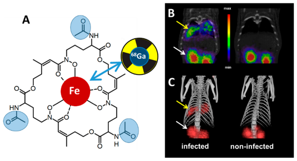 Fig. 1: Siderophore-mediated PET (positron emission tomography) imaging of aspergillosis with 68gallium-labelled triacetylfusarinine C (A) µPET/CT coronal slices (B) and volume-rendered 3D images (C) of A. fumigatus in a rat infection model, showing accumulation in infected lung tissue (yellow arrows) and accumulation in kidneys (white arrows) caused by renal excretion of the siderophore