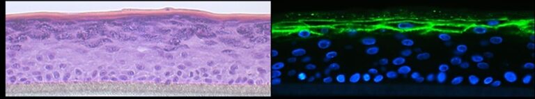 Fig. 2: Organotypic 3D epidermal cultures were stained with H&E (left panel) or corneodesmosin (green, right panel). Immunofluorescence staining was visualised by confocal microscopy.