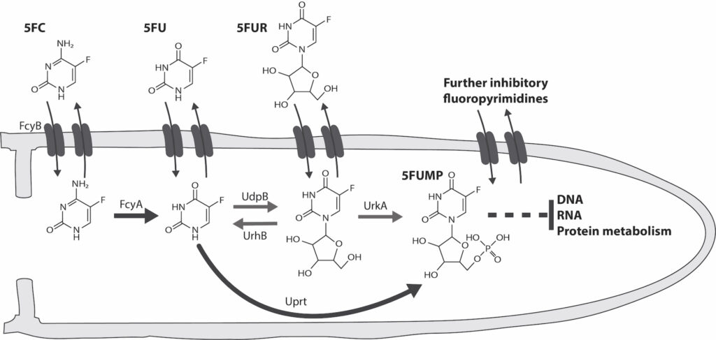 Fig. 4: Model illustrating key pyrimidine salvages enzymes that are involved in the metabolic activation of 5-fluorocytosine (5FC), 5-fluorouracil (5FU) and 5-fluorouridine (5FUR). Fungal efflux, via so far unknown transport mechanisms, significantly diminishes the antifungal activity of these fluoropyrimidines (Sastré-Velásquez et al., PLoS Pathog. 2022).