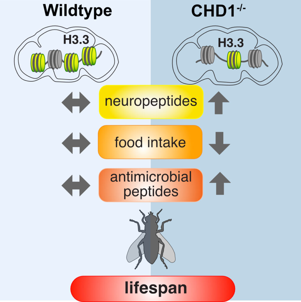 Fig. 5: In postmitotic brain cells, histones lost during transcription must be replenished by replication-independent mechanisms. The chromatin remodelling factor CHD1 is involved in this process. Loss of CHD1 results in reduced histone H3.3 levels, global chromatin perturbation, transcriptional dysregulation and severe defects in feeding behaviour, global metabolism and lifespan. (Schoberleitner et al., Cell Rep. 2021).