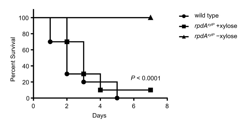 Fig. 2: Downregulation of rpdA causes avirulence. Mouse survival curves (Kaplan–Meier plot) following intranasal infection of cortisone-acetate immunocompromised mice (n = 10 animals/group) with (rpdAxylP +xylose) and without (rpdAxylP−xylose) induction of fungal RpdA in vivo. A wild type strain was used as control. Comparison of survival curves of mice infected with rpdA repressed vs. rpdA induced or wild type using the log-rank test (Mantel-Cox) revealed significance of P < 0.0001. (Bauer et al., Front. Microbiol. 2019)