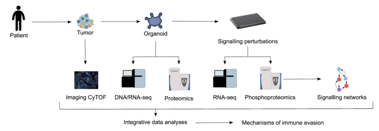 Fig. 1: Schematic outline of the overall concept used for immuno-proteogenomic analysis of tumour-derived organoids from CRC patients.