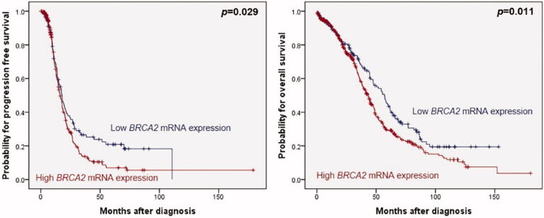Fig. 2: Low BRCA2 mRNA expression is associated with better survival in HGSOC. BRCA2 mRNA expression and PFS and OS in 563 HGSOC patients.