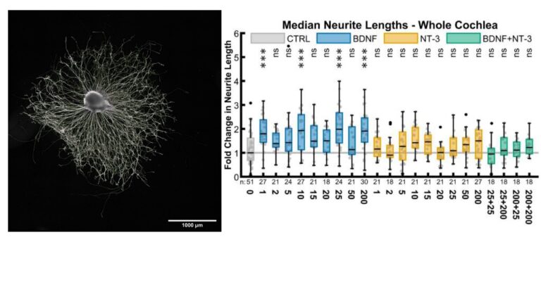 Fig. 3: Neurite outgrowth of murine spiral ganglion explant cultures after 4 days stimulated with 2 ng/ml BDNF. BDFN increased neurite elongation most, while NT-3 and combinations were less efficient. Schmidbauer D. et al., Int. J. Mol. Sci. (2023).