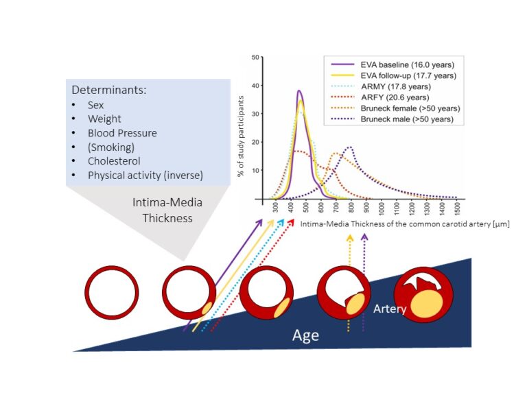 Fig. 3: Effect of cardiovascular risk factors on vascular ageing