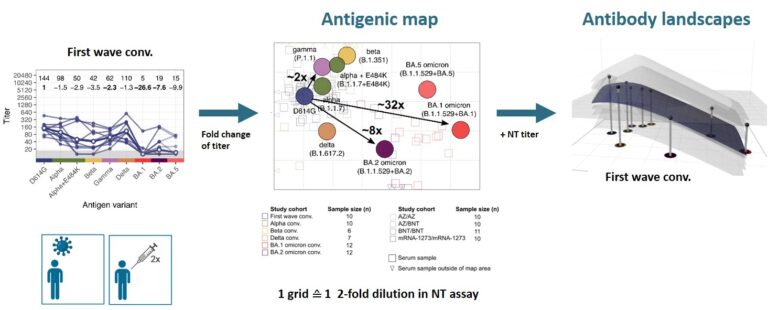 Fig. 1: Antigenic cartography. Neutralising antibody titers against different SARS-CoV-2 variants are determined in the serum of individuals who have been exposed to only a single virus variant (non-vaccinated after a single infection or vaccinated with two doses of the ancestral variant vaccine). For each serum, fold-changes in neutralising antibody titers between the different virus variants are calculated. These fold-changes correspond to map distances and are used to position each virus variant (coloured circles) and each serum sample (squares and triangles) on the antigenic map. Antigenically close variants with a high level of cross-neutralisation, such as D614G (ancestral virus) and the alpha variant (B.1.1.7), are located close to each other on the map, while antigenically distant variants with low level of cross-neutralisation such as D614G and BA.1 omicron are positioned far away from each other. Finally, antibody landscapes are constructed by using the antigenic map as base and blotting titers of neutralising antibodies in a third dimension above the corresponding variant. By fitting a surface through these titers, neutralisation profiles for different sera or serum groups can easily be compared. Figure modified by Rössler et al. 2022, Nature Communications and https://healthcommunity.nature.com/posts/ba-2-and-ba-5-omicron-differ-immunologically-from-both-ba-1-omicron-and-pre-omicron-variants.