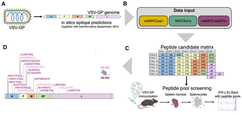 Fig. 2: A) The virus VSV-GP consists of 5 proteins N, P, M, GP and L. B) The > 11kb genome was processed in silico using multiple prediction algorithms. C) Applying selection criteria such as peptide MHC binding affinity and binding stability as well as mouse genome dissimilarity (for C57BL/6 mice) resulted in a list of epitope peptide candidates. Peptides were screened in vivo after mouse vaccination and spleenocyte ELISpot analysis. D) Schematic overview of the identified VSV-GP T cell epitopes in the VSV-GP proteome in MHC-I alleles H2-Db in pink and H2-Kb in purple and their position in the VSV-GP proteome.