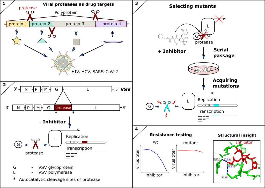 Fig. 3: 1. Viral proteases process viral polyproteins into functional units. Their inhibition leads to viral replication arrest. 2. Vesicular stomatitis virus (VSV)-based system to predict mutations in proteases. 3. Selecting mutants via continuous passage in the presence of an inhibitor. 4. Profiling mutations and understanding their structural impact.